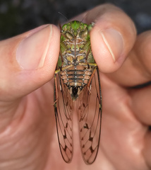 Tanna viridis