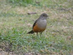 Turdus rufiventris