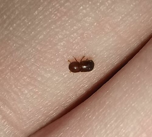 Granulate Ambrosia Beetle photo 5