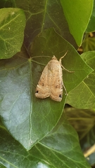 Noctua orbona