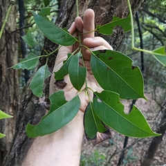 Cinnamomum parthenoxylon