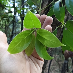 Cinnamomum parthenoxylon