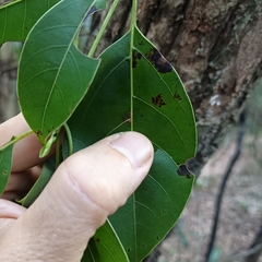Cinnamomum parthenoxylon