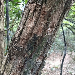 Cinnamomum parthenoxylon