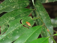 Exora belemea