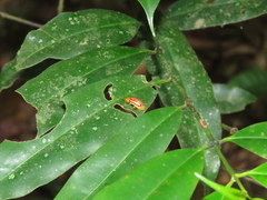 Exora belemea