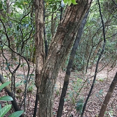 Cinnamomum parthenoxylon