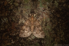 Polyclysta hypogrammata