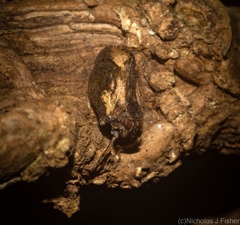 Cotylana angustifrons