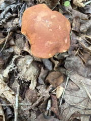 Austroboletus gracilis
