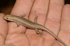 Trachylepis occidentalis