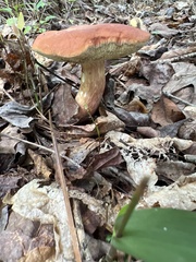 Austroboletus gracilis