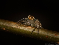 Prostheclina pallida