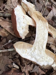 Austroboletus gracilis