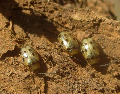 Afromaculepta ursulae