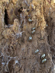 Afromaculepta ursulae