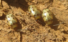Afromaculepta ursulae