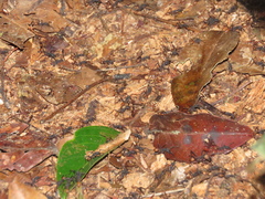 Eciton burchellii
