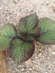 Perilla