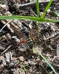 Aphilanthops frigidus