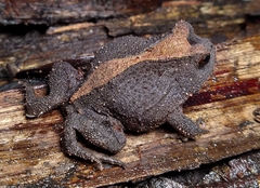 Proceratophrys cristiceps