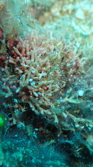Tricleocarpa fragilis