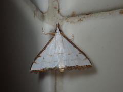 Ramila acciusalis