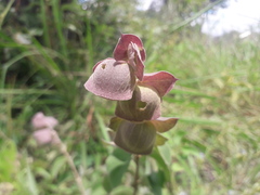 Tinnea antiscorbutica