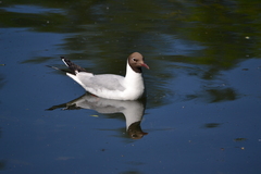 Chroicocephalus ridibundus