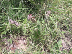 Tinnea antiscorbutica