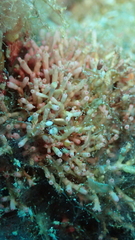 Tricleocarpa fragilis