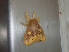 Euproctis quadrangularis