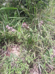 Tinnea antiscorbutica