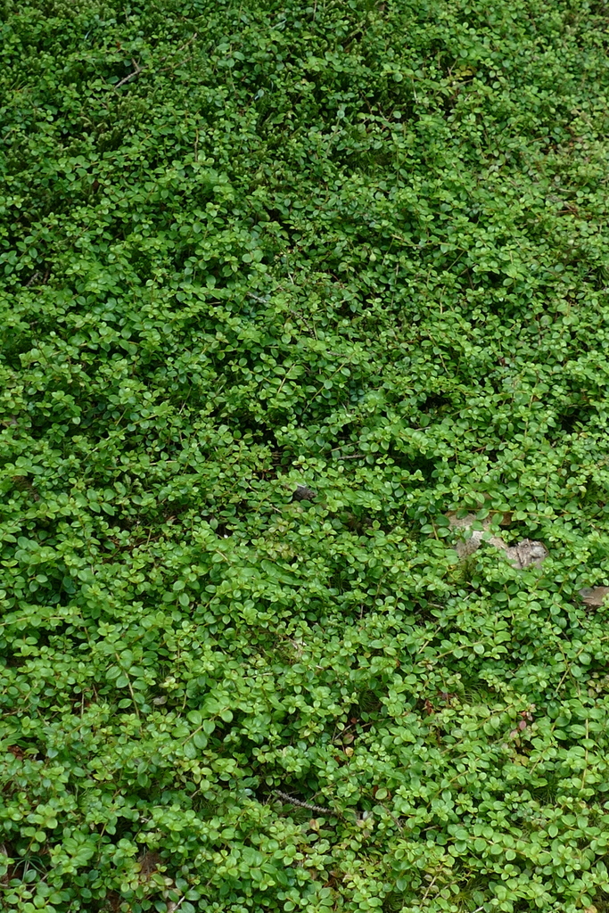 creeping snowberry in July 2022 by rbartgis · iNaturalist