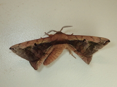 Prismosticta microprisma