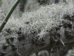 Usnea
