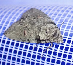 Calathusa basicunea