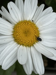 Odontocorynus umbellae