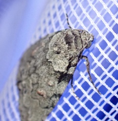 Calathusa basicunea