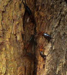 Forficula senegalensis