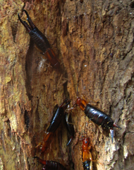 Forficula senegalensis