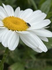 Odontocorynus umbellae