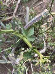 Cissus quadrangularis