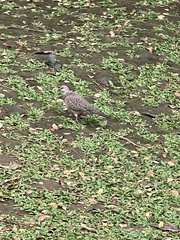 Streptopelia chinensis