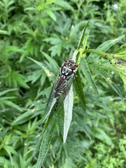 Auritibicen bihamatus