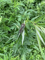 Auritibicen bihamatus