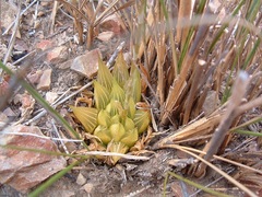 Haworthia mirabilis