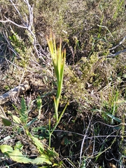 Tritoniopsis flexuosa