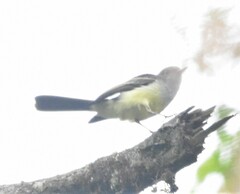 Myiarchus cephalotes