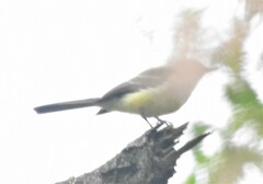 Myiarchus cephalotes